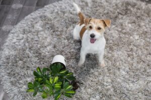 10 Tips to Pet Proofing your Home