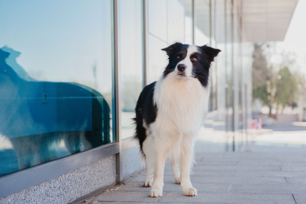 Best Dog Door