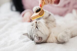 Cat Grooming