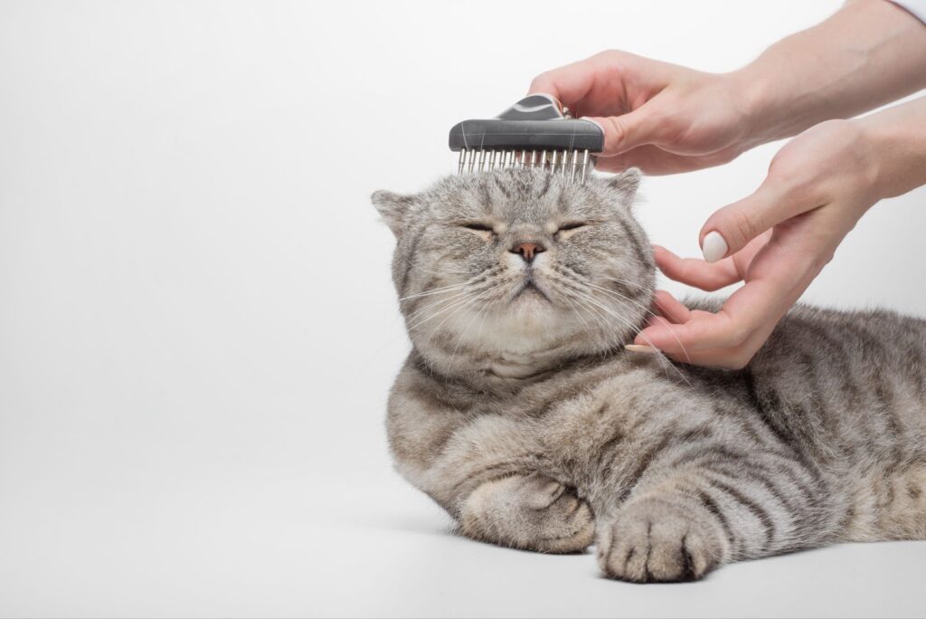 Cat Grooming in Dubai