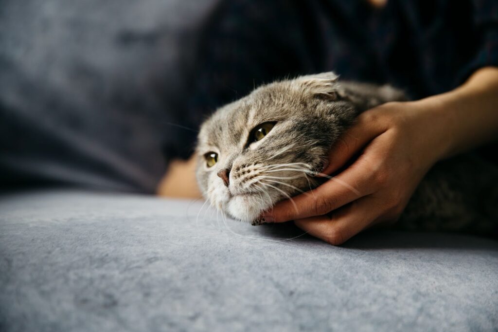 Cat Stress Symptoms