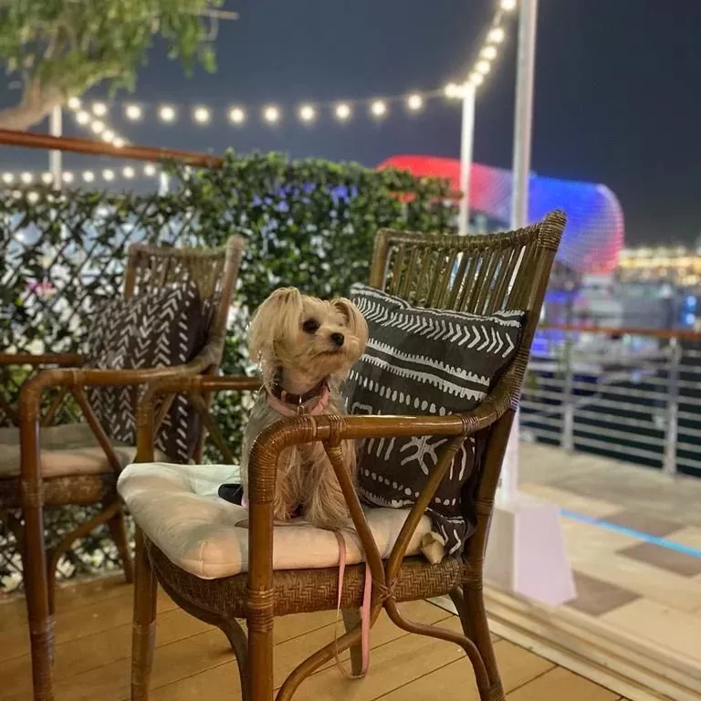 pet friendly restaurants in Abu Dhabi