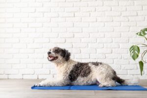 Dog Cooling Mats