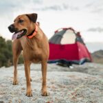 Dog Friendly Camping spots