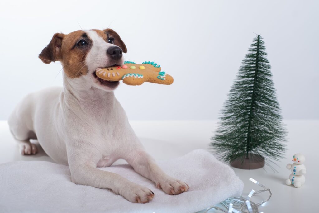 Dog Treat Recipes for a Festive Christmas