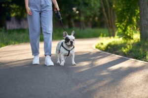 Dog Walking Companies in Dubai