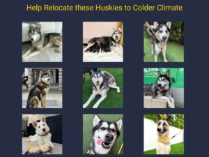 Huskies