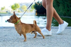 Leash Reactive Dog