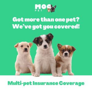 Moo pet cover