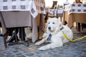 Pet friendly Events