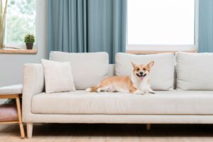 Pet friendly Home Decor