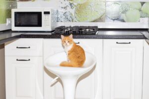 Pet Friendly Kitchen