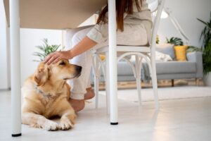 Pet Ownership in the UAE