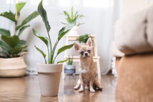 Pet Friendly Plants