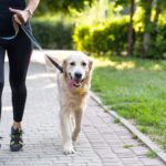 running with your dog in Dubai