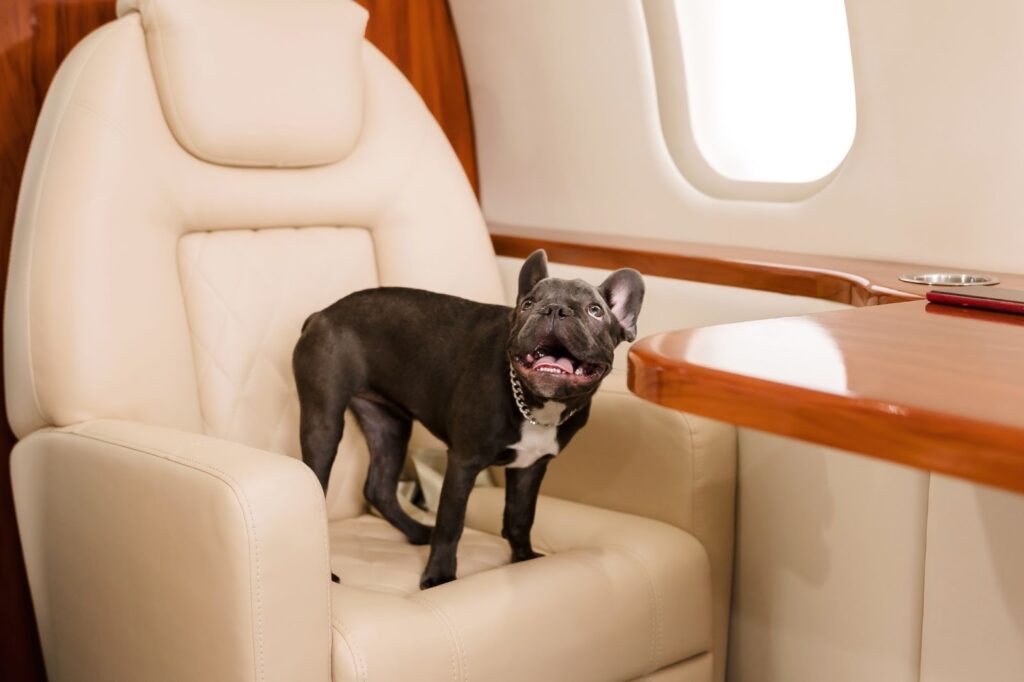 Traveling with Your Dog with Etihad Airways