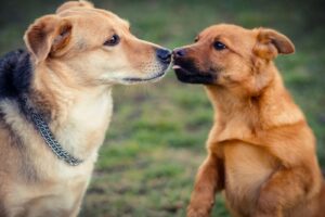 Understanding Why Your Dog is Fearful of Other Dogs