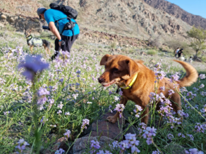 Al'Ayn al Ghumur Dog Hike