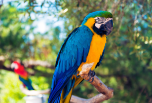 Bird Grooming in Dubai