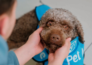 Istanbul Airport's Therapy Dogs Calming Passengers